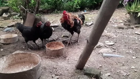 A video shows Video stock 304087549