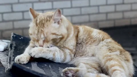 The video shows a ginger cat washing itself. Stock Footage 276326902