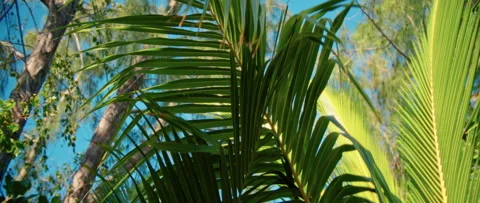 Video shows a palm tree swaying in the breeze, evoking relaxation 動画素材 314576481