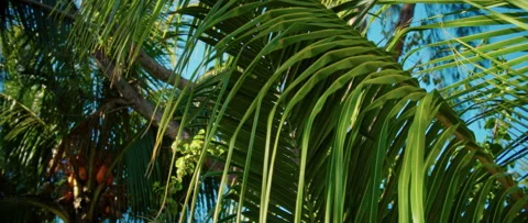 This video shows palm trees swaying gently under a clear blue sky Stock Footage 314576579