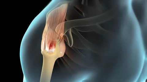 This video shows the rotator cuff Stock Illustration
