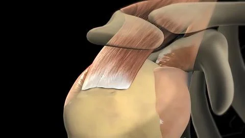 This video shows the rotator cuff Stock Illustration