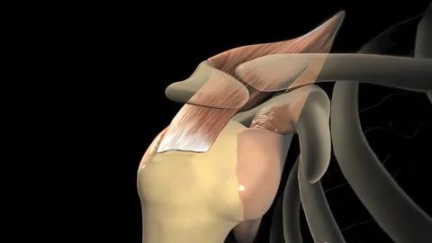 This video shows the rotator cuff Stock Illustration