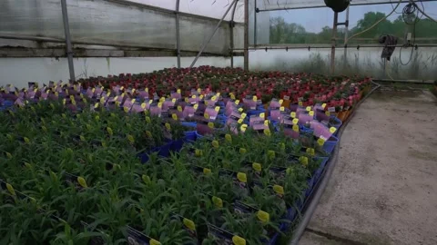 The video shows rows of Dianthus and various other flower seedlings growing Stock Footage 277115066
