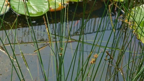 The video shows a small pond with fish, plants, algae, water lilies and lilies. Stock Footage 296498062