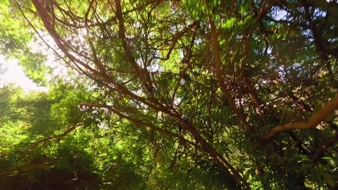 A video shows sunlight filtering through a lush forest canopy Stock Footage 301240178