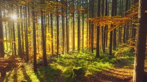 This video shows sunlight filtering through a tranquil forest canopy Stock Footage 318560129