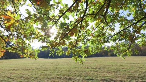 The video shows sunlight streaming through green and golden oak leaves Видео 296701186
