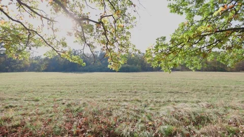 The video shows sunlight streaming through green and golden oak leaves Video stock 296827172
