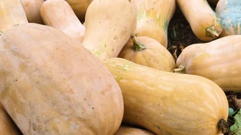 The video shows a variety of pumpkins Stock Footage 317312866