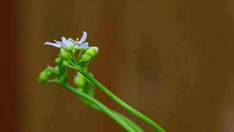 Video shows yellow hoverfly on Venus flytrap flowers. Close-up displays Stock Footage 251875283