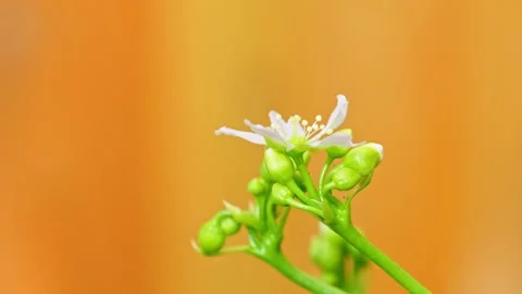 Video shows yellow hoverfly on Venus flytrap flowers. Close-up displays Stock Footage 251875783