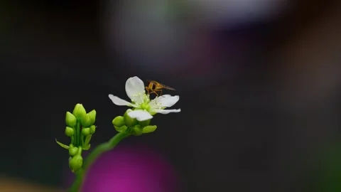 Video shows yellow hoverfly on Venus flytrap's blossoms. Close-up reveals Video stock 251875962