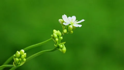 Video shows yellow hoverfly on Venus flytrap flowers. Close-up displays Video stock 251876060