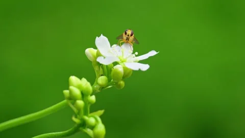 Video shows yellow hoverfly on Venus flytrap flowers. Close-up displays Stock Footage 251876126