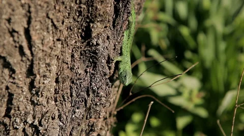 Video side, the lizard on the tree Video stock 50492120