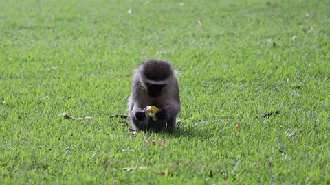 Video of a single monkey eating from a candy wrapper Stock Footage 156625283