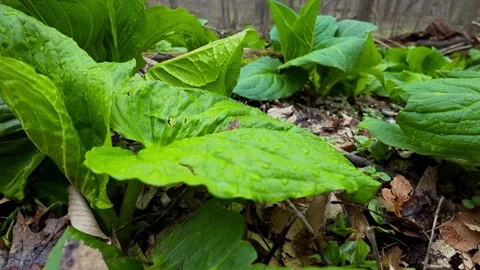 Video of Skunk Cabbage with vibrant green leaves on wet forest floor Stock Footage 308959167