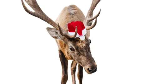 Video slide show of funny animals in Santa Claus hats isolated on white Stock Footage 225710504