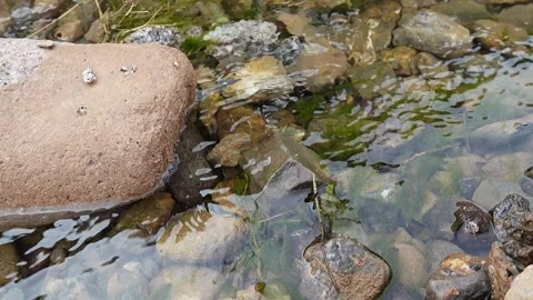 Video of the slow flow of a mountain river with clear clear water, the flow.. Stock Footage 335775059