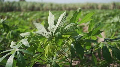 Video slow motion 120p Tapioca Plants. Stock Footage 100207136