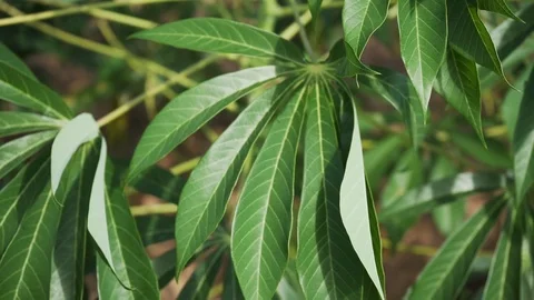 Video slow motion 120p Tapioca Plants. Vidéo 100207611