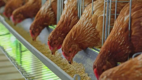 Video slow motion of brown egg laying hens leaning through metal wire cages to Stock Footage 347778305