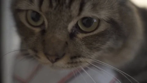 Video Slow Motion: Cat B-roll Close Up Stock-Footage 116702747