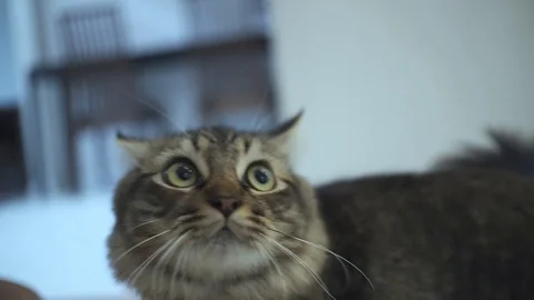 Video Slow Motion: Cat B-roll Eating 動画素材 116702771