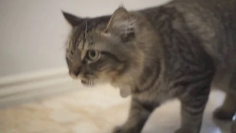 Video Slow Motion: Cat B-roll 動画素材 116702784