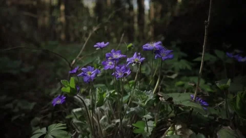 Video slow motion, the first spring Hepatica lilac flowers in the forest Stock Footage 132367554