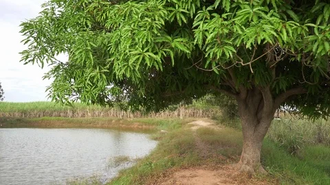 Video slow motion mango tree Stock Footage 100206914