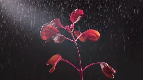 Video slow motion. Small drops from a spray bottle around the houseplant. Dark Stock Footage 149186039