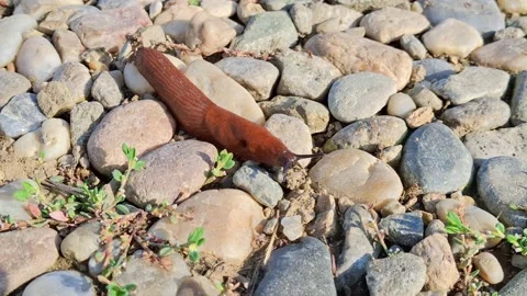 Video with a slug (Limax). 4K Stock Footage 285946470