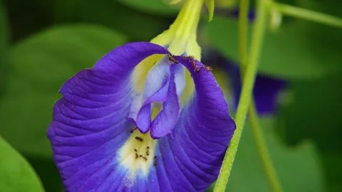 Video of small ants activity Stock Footage 278347643