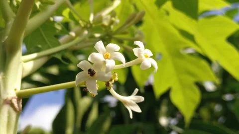 Video of small bees flying around looking for nectar and pollen in papaya fl Stock Footage 325150108
