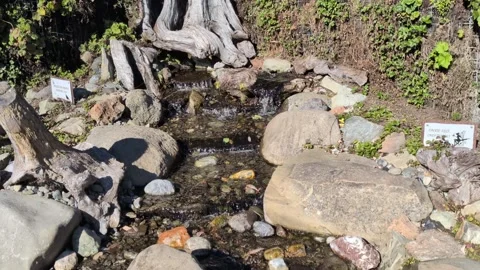 Video of small cascading stream with mini waterfalls and plants Stock Footage 331263228
