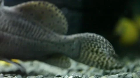 In the video a small catfish sucker Stock-Footage 169749140