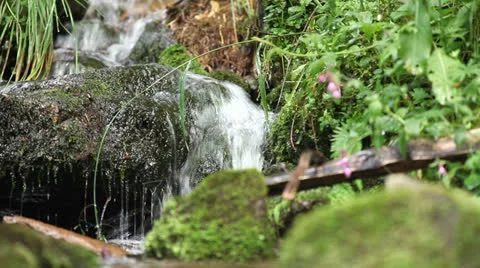 Video of a small creek in a forest Stock Footage 26157074