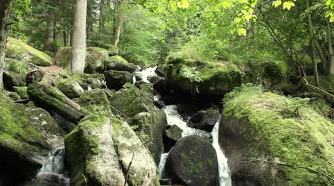 Video of a small creek in a forest Stock Footage 26208077