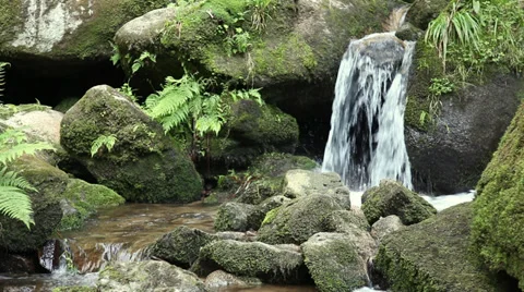 Video of a small creek in a forest Stock Footage 27855010