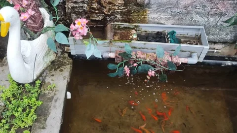 Video of a small fish pond with orange and yellow fish in a park 4K 60FPS Stock Footage 168794111