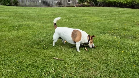 Video of small Jack Russell Terrier plays with a stick Stock Footage 314452258