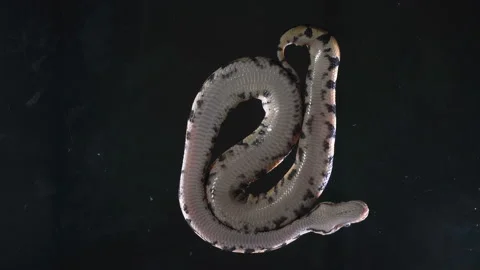 Video of small royal phyton, camera rushed down Stock-Footage 118917593
