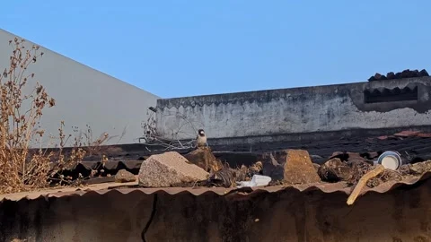 A video of small sparrow sitting on old abandoned house rooftop amidst tras.. Vídeos de archivo 336042710