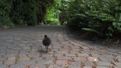 Video of a small wild bird in the park Stock Footage 200400403