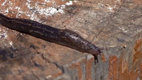 Video of snail on the grass in 4K Stock Footage 77283834