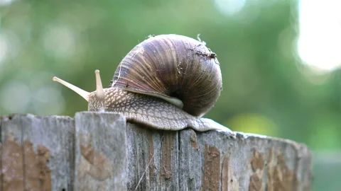 Video of snail on the tree stump in 4K Stock Footage 87568996