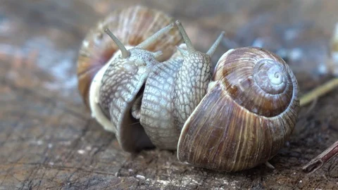 Video of snails couple in love in 4K Stock Footage