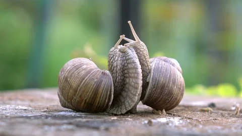Video of snails love in 4K Stock Footage 75044582
